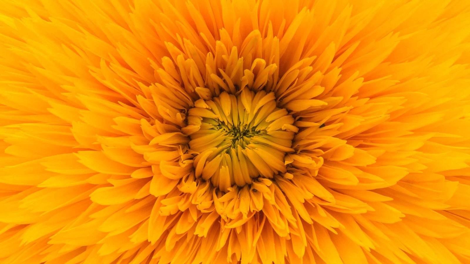 FOTOPLANETADOCCOTAS
